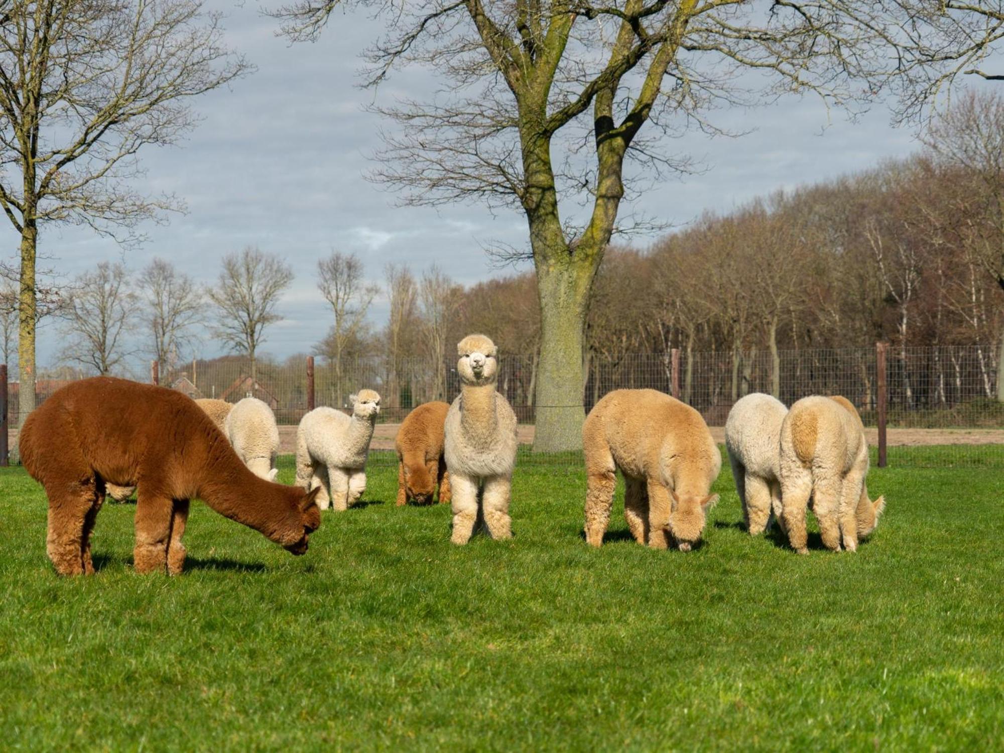 Alpacafarm Vorstenbosch Екстериор снимка