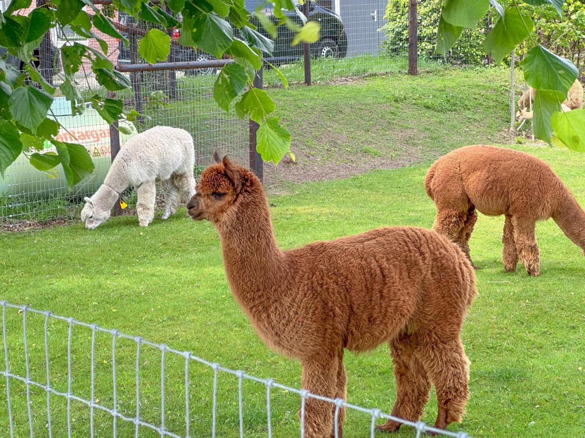 Alpacafarm Vorstenbosch Екстериор снимка